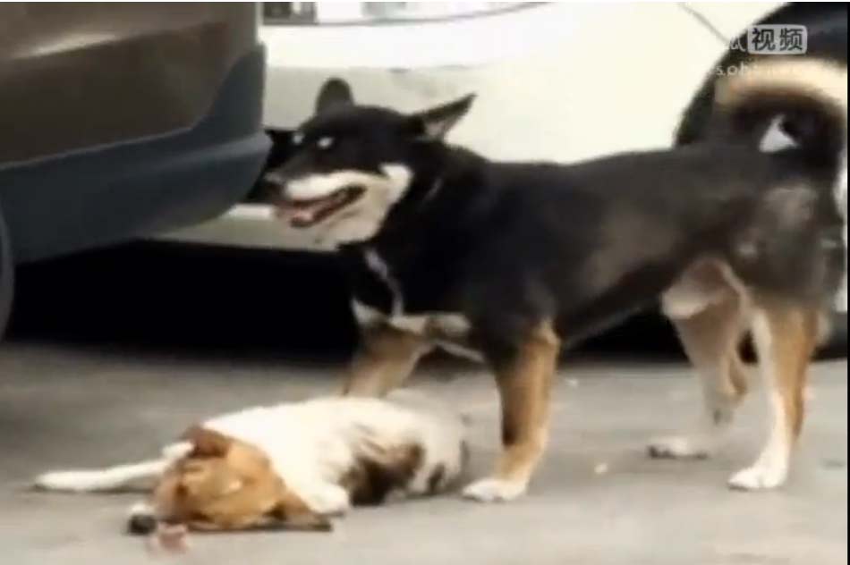 kaiyun开云官方在线登录