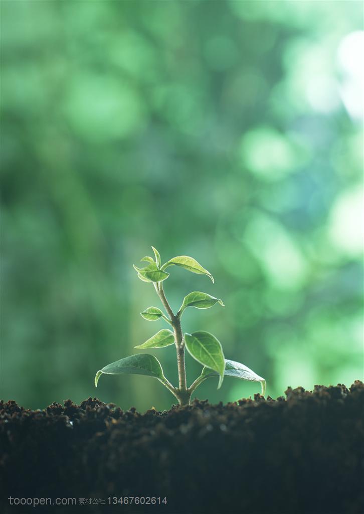 ‘kaiyun网页登录入口’《萌妻食神》插曲《茵梦》情怀上线(图2) kaiyun网页登录入口