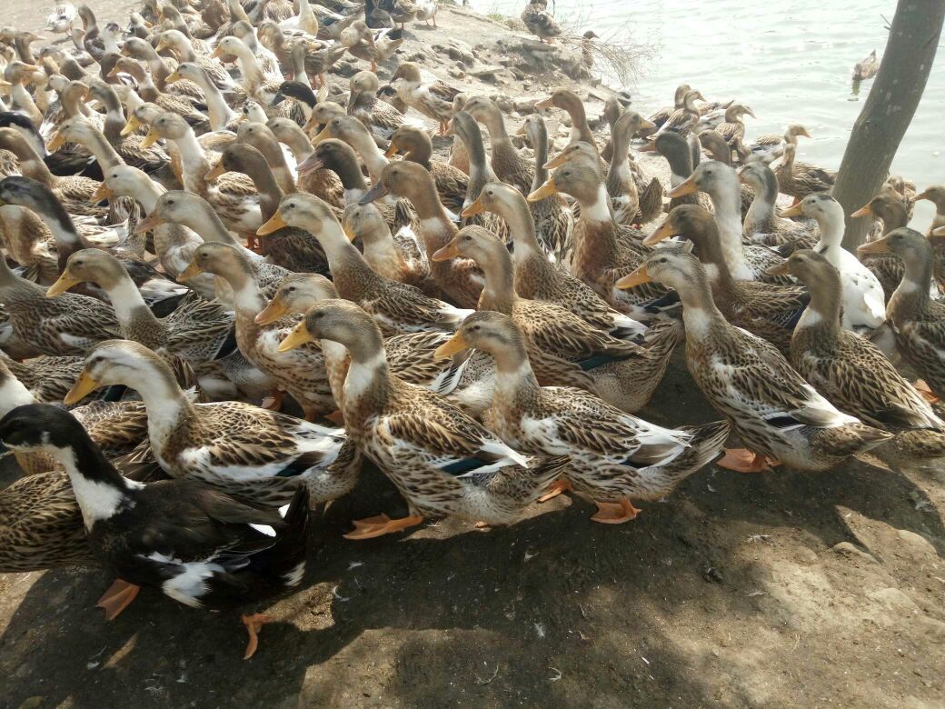 澳华装饰:实景工地解说-汉口新界 金色多瑙河“kaiyun开云网页版”(图2) kaiyun开云官方在线登录